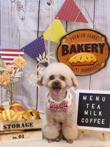 20240911マロンちゃん